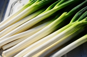 ���l�M �Ђ���˂�